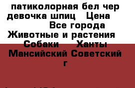 патиколорная бел/чер девочка шпиц › Цена ­ 15 000 - Все города Животные и растения » Собаки   . Ханты-Мансийский,Советский г.